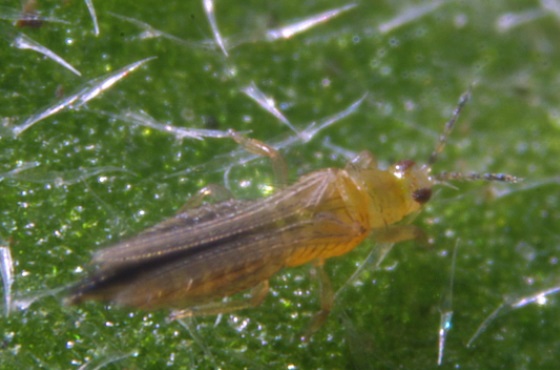 Comment combattre les thrips ?