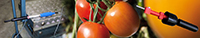 Vibreurs tomates